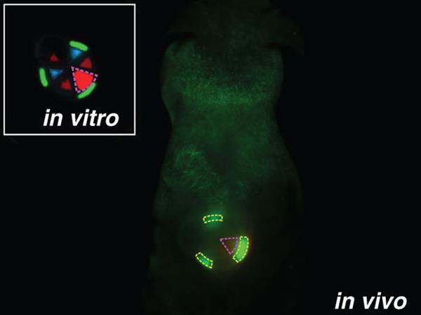 3D打印植入物biobots可以在體內分配藥物劑量
