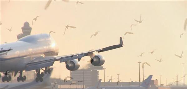 機場鳥類驅逐器3D打印“Robirds”將進軍美國市場