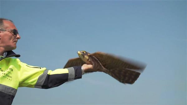 機場鳥類驅逐器3D打印“Robirds”將進軍美國市場