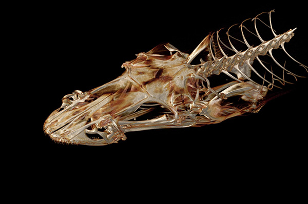 華盛頓大學教授要3D掃描地球上所有現(xiàn)存魚類