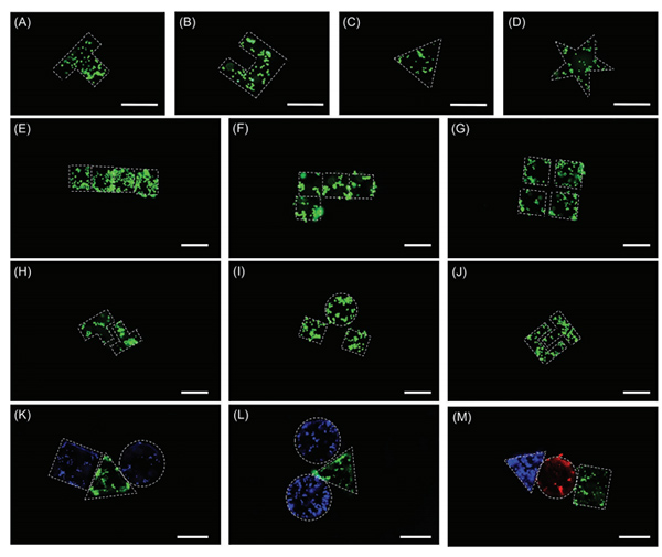 沈陽(yáng)自動(dòng)化所在微納機(jī)器人與生物醫(yī)學(xué)交叉領(lǐng)域取得進(jìn)展
