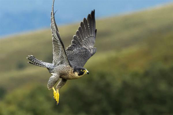 BAE系統用受游隼啟發的3D打印羽毛改進飛機機械性能