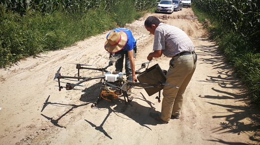 內(nèi)蒙古自治區(qū)呼和浩特土默特左旗突發(fā)紅蜘蛛蟲(chóng)害，當(dāng)?shù)亓帜翗I(yè)局7月31日的統(tǒng)計(jì)數(shù)據(jù)顯示：120萬(wàn)畝玉米中有76萬(wàn)畝受災(zāi)。估計(jì)將會(huì)造成10-70%的減產(chǎn)。當(dāng)?shù)剞r(nóng)民對(duì)此也曾非常悲觀，玉米的間隙已經(jīng)很小、人工與地面植保機(jī)械已經(jīng)無(wú)法作業(yè)，他們認(rèn)為能有50%的收成就不錯(cuò)了。但植保無(wú)人機(jī)的到來(lái)讓情況變得樂(lè)觀，一架無(wú)人機(jī)一天可以防治300畝面積，現(xiàn)在有50架無(wú)人機(jī)在作業(yè)。預(yù)計(jì)可以保住70-80%的產(chǎn)量。8月9日，環(huán)球網(wǎng)無(wú)人機(jī)記者跟隨大疆MG-1S農(nóng)業(yè)無(wú)人機(jī)現(xiàn)場(chǎng)感受作業(yè)場(chǎng)景。  現(xiàn)場(chǎng)：大疆農(nóng)業(yè)無(wú)人機(jī)MG-1S農(nóng)藥噴灑