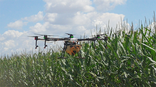 內(nèi)蒙古自治區(qū)呼和浩特土默特左旗突發(fā)紅蜘蛛蟲(chóng)害，當(dāng)?shù)亓帜翗I(yè)局7月31日的統(tǒng)計(jì)數(shù)據(jù)顯示：120萬(wàn)畝玉米中有76萬(wàn)畝受災(zāi)。估計(jì)將會(huì)造成10-70%的減產(chǎn)。當(dāng)?shù)剞r(nóng)民對(duì)此也曾非常悲觀，玉米的間隙已經(jīng)很小、人工與地面植保機(jī)械已經(jīng)無(wú)法作業(yè)，他們認(rèn)為能有50%的收成就不錯(cuò)了。但植保無(wú)人機(jī)的到來(lái)讓情況變得樂(lè)觀，一架無(wú)人機(jī)一天可以防治300畝面積，現(xiàn)在有50架無(wú)人機(jī)在作業(yè)。預(yù)計(jì)可以保住70-80%的產(chǎn)量。8月9日，環(huán)球網(wǎng)無(wú)人機(jī)記者跟隨大疆MG-1S農(nóng)業(yè)無(wú)人機(jī)現(xiàn)場(chǎng)感受作業(yè)場(chǎng)景。  現(xiàn)場(chǎng)：大疆農(nóng)業(yè)無(wú)人機(jī)MG-1S農(nóng)藥噴灑