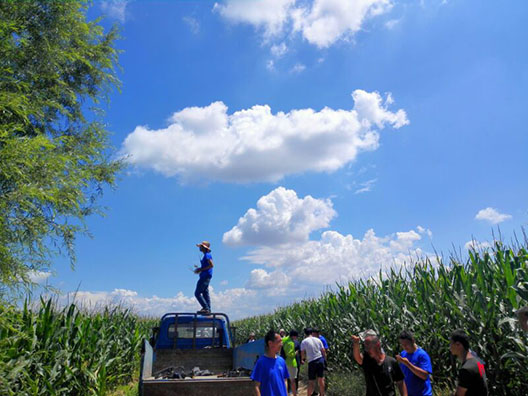 內(nèi)蒙古自治區(qū)呼和浩特土默特左旗突發(fā)紅蜘蛛蟲(chóng)害，當(dāng)?shù)亓帜翗I(yè)局7月31日的統(tǒng)計(jì)數(shù)據(jù)顯示：120萬(wàn)畝玉米中有76萬(wàn)畝受災(zāi)。估計(jì)將會(huì)造成10-70%的減產(chǎn)。當(dāng)?shù)剞r(nóng)民對(duì)此也曾非常悲觀，玉米的間隙已經(jīng)很小、人工與地面植保機(jī)械已經(jīng)無(wú)法作業(yè)，他們認(rèn)為能有50%的收成就不錯(cuò)了。但植保無(wú)人機(jī)的到來(lái)讓情況變得樂(lè)觀，一架無(wú)人機(jī)一天可以防治300畝面積，現(xiàn)在有50架無(wú)人機(jī)在作業(yè)。預(yù)計(jì)可以保住70-80%的產(chǎn)量。8月9日，環(huán)球網(wǎng)無(wú)人機(jī)記者跟隨大疆MG-1S農(nóng)業(yè)無(wú)人機(jī)現(xiàn)場(chǎng)感受作業(yè)場(chǎng)景。  現(xiàn)場(chǎng)：大疆農(nóng)業(yè)無(wú)人機(jī)MG-1S農(nóng)藥噴灑